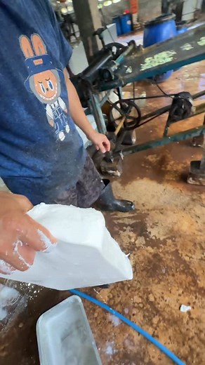 #asmr #natural #rubber | Mr. Sike Rat วัยรุ่นกรีดยาง