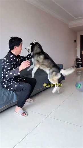 Dog: I am not fool man, you are not a dog i am the dog and this belong to me cute pet fun, funny dog