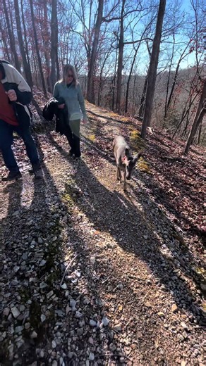 Understanding Deer Behavior in the Wild