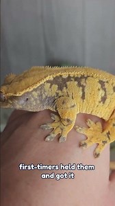 The best pet lizard is a eyelash gecko