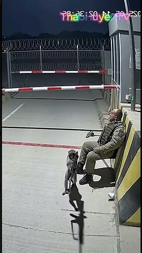 Mischievous Monkey Grabs a Gun and Causes Chaos! Shocking Wild Moment – Thaohuyen TV