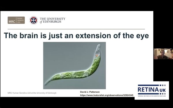 Inflammation and retinal degeneration in retinitis pigmentosa - 视网膜色素变性