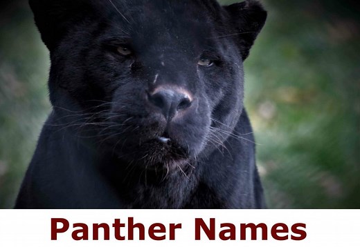 365 Pawsome Panther Names that Will Make You Purr - Animal Hype