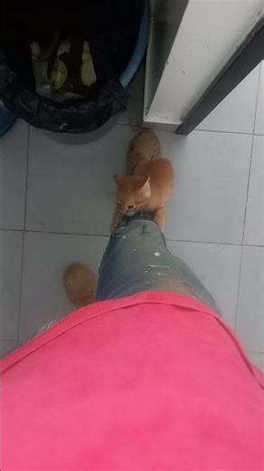 Mi Máximo cuando lo recogí era muy bb todo tierno mi loko