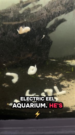 Electric eel fish tank | UaruJoey