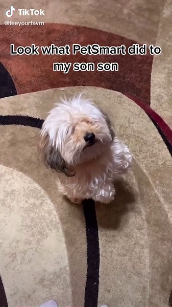 Professional Grooming Services for Pets | PetSmart Grooming Day