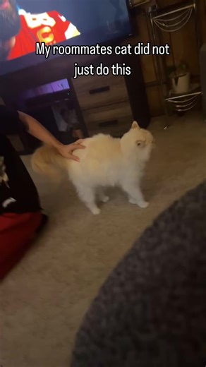 "you scratch my back, I scratch yours homie" | 𝘾𝙖𝙩𝙩𝙚.𝙚𝙭𝙚