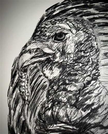 Drawing turkeys is surprisingly difficult to do. Lots of texture