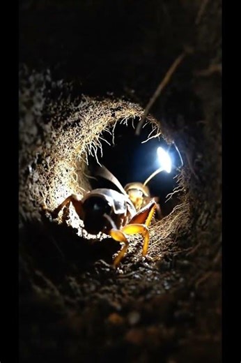 Mini camera animal/animal mini camera