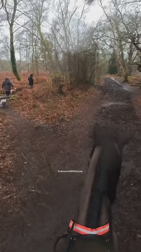 We’d had an awful ride, I just wanted to get home, and then met this dog. I am lucky Darcey is an amazing horse. Lots of learning from this video, yes I could have waited back, shouted again, but equally they could have looked down the bridleway they joined before walking infront of me to check it was clear, leashed on that corner, been aware of their surroundings. I’m head to toe in hivis. I had no energy to talk to people this morning, but acknowledged with a smile. Sorry about the sound quali