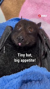 How could anyone be scared of these creatures? 🥺💕 | WTVideo