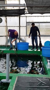 2.2K views · 22 reactions | At Aoki Koi Farm with Keshwin assisting Michael Segal | Japanese Koi | Facebook