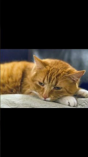 Unlock the Secret Language of Cats: 100+ Sounds Explained!