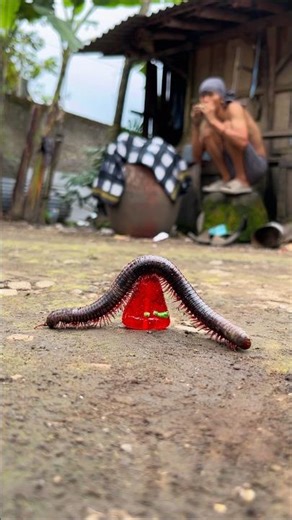 Dream High, The millipede became happy after this lollipop was replaced with Dunkin’ Donuts #shorts