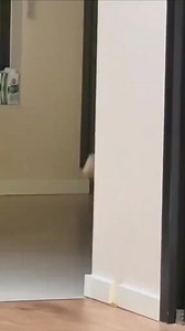 2.6K views · 37 reactions | Cute meow is spying on you  #cute #fypageシ #funnymoments #cutecats #cat #funny #funnyposts #fun #funnyvideos | OKAY LANG | Facebook