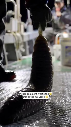 Giant Mysterious Creatures You Won't Believe Exist!