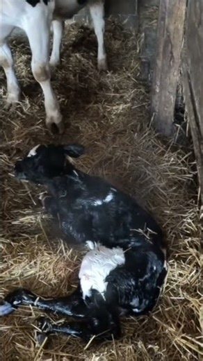 INSIDE look: Baby Calf Born FAST! See The Cute Newborn #shorts