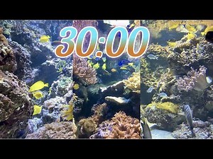30 Minute Aquarium Timer/Countdown With Relaxing Music 🐟🐠|Cuenta Regresiva de 30 Minutos con Música.