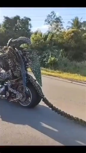 818K views · 5.7K reactions | Alien sighting #harleydavidson #bikerhumor #bikertiktok #450 | Sturgis Moto | Facebook