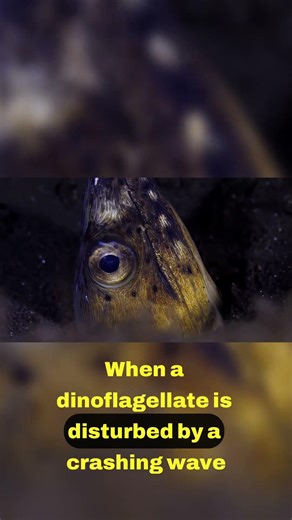 Why Dinoflagellates Glow Blue