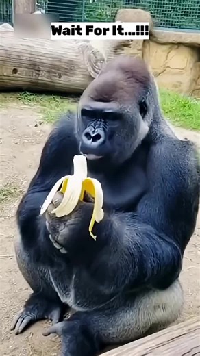 Bird Stole His Banana… He LOST IT 😭🦍 #gorilla #funnyanimals #funnyvideos #animals #zoo