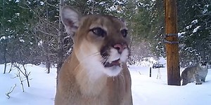 WATCH: Mountain lion with 3 cubs caught on camera in Colorado