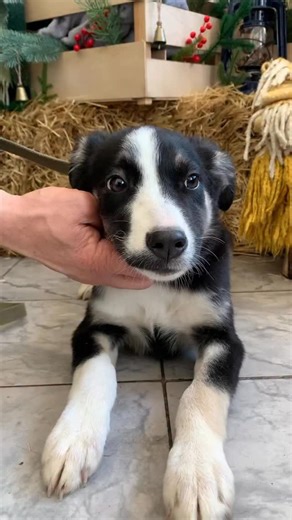 КУ Притулок КМР on Instagram: "Чотирьохмісячна собачка з дуже гарною, несиметрично розмальованою мордочкою - саме це робить її такою цікавою. Має приємний, м’який характер. Поки що трохи сором’язлива, але варто лише оточити її любов’ю та турботою - і вона обов’язково стане найвеселішою у світі собачкою й вашою найкращою подружкою. Подивіться на цю красуню, подаруйте собі щастя. 📞 0 (63) 202 68 58 📍 Кам’янське, Дніпропетровська обл."