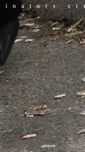 candy bears with pumps and winter boots unknown crush