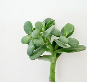 Jade Money Plant Cuttings (crassula Ovata), Easy-care Succulent, Lucky Plant, Friendship Tree, Indoor Outdoor Plants(not to WA or TAS) - Etsy Australia