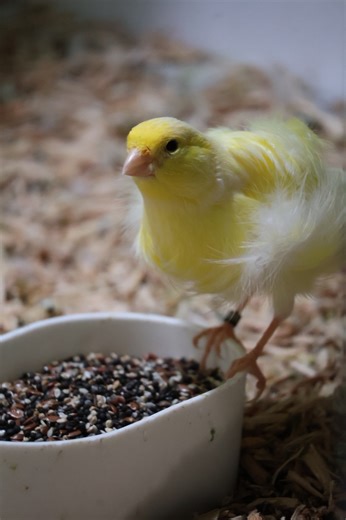 16K views · 212 reactions | Conditioning seed helping to bring birds a nice plumage through the moult!  | OC Aviary | Facebook