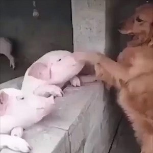 20K views · 987 reactions | Re-post @eyeopeningvideos, so beautiful this love! || They know they’re the same. Why do we look at them as though they’re completely different? Why do we love one and share our home with them but enslave, torture and kill the other? Let’s extend our circle of compassion to include all animals  | Alicia Silverstone | Facebook