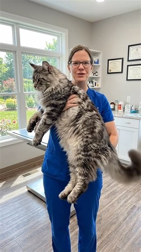 Zaka Hassan on Instagram: "🐱❤️ #foryou #pets #cats"