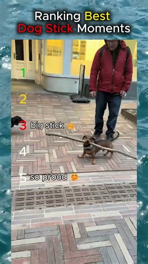 Dog Stick Ranking #dogs #funny #ranking #fyp #doglove