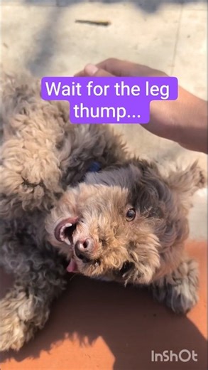 Total Softie 🧸🫠#cockapoolife #cockapoolove #bellyrub #cockapoos #puppylove #petlife #petlover #pets