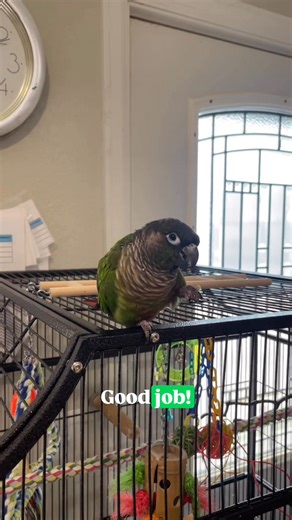 2.9K views · 117 reactions | Darwin, our 5-year-old green cheek...