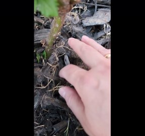 Petals and paws: Gardener discovers bunny bliss beneath the rose bush