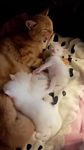 Good night 😴 #kitty #ใจเย็น #meow #caretaker #catstagram #enjoylife #bedtime #พักก่อน #canny #เปอร์เซีย #เด็กอนุบาล #เอ็นดู #lovely #แม่มาแล้ว #แต่ละวัน #ส้มทอง #belovely #แม่มือใหม่ #beautiful #babycat #ไหวนะ #สวยสุด #กอด #พลังบวก #hug #baby #กําลังใจ #ยิ้มเข้าไว้ #แข็งแรง #ฝันหวาน | ส้มทอง