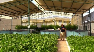 77K views · 4K reactions | Aquaponics is food safe. The fish-tanks are kept well away from the plants with bacterial bio-filters in place to convert fish waste into nutrients for the plant roots to absorb. It actually mimics a natural ecosystem - the way Nature intended. | Aquaponics Design Course | Facebook