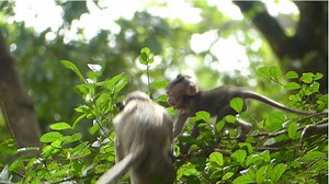 Terrible Scared Suppose Baby Jinx Fall Down From The Tree While Little Monkey Drop Down From The Top | Lovely Monkey