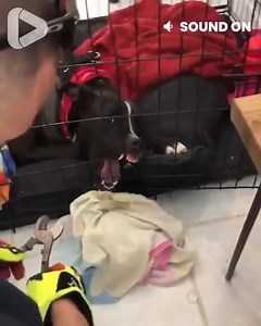 Dog Is Stuck In Her Cage 😭😭 | Teddy Riley