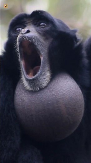 Siamang Gibbons Sounds