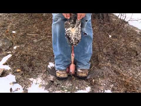 Tips and Tactics: How to field dress a grouse