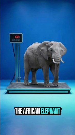 The Heaviest Animals on Earth...