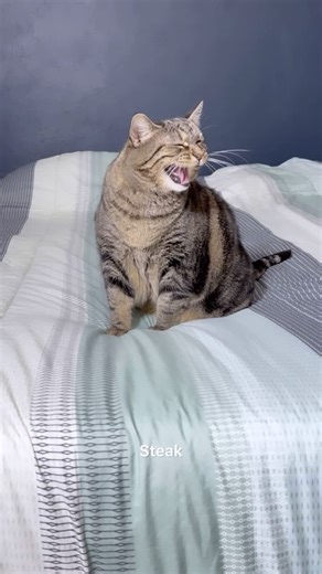 Penny, what?! I’m sorry I didn’t mean it! #talkingcat #pennythecat | Aymie And Family