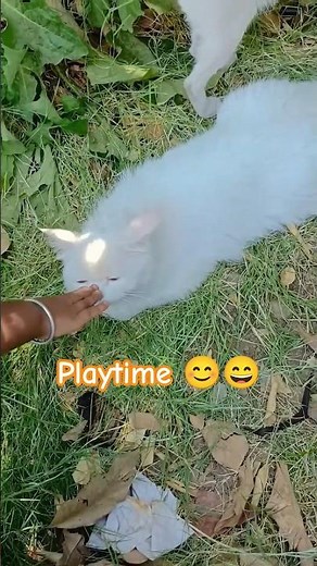 “Adorable Cats Playing Together 😻✨| Cute Cat Moments You’ll Love 😺💛”