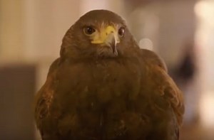 Portland Watches A Downtown Murder Of Crows Like A Hawk