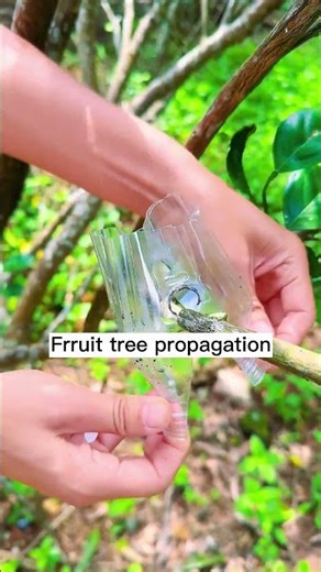 How to propagate fruit tree 0410 #shorts #plantingtips