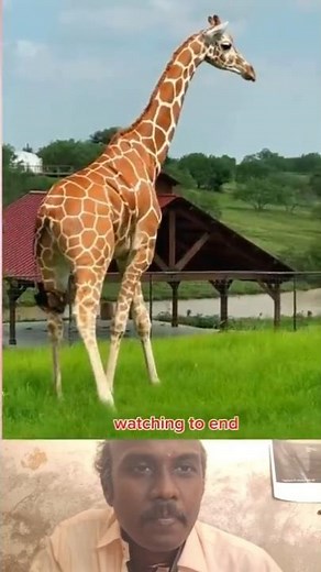 Amazing Giraffe Walking in Nature | Wildlife Video | Relaxing Animal Shorts