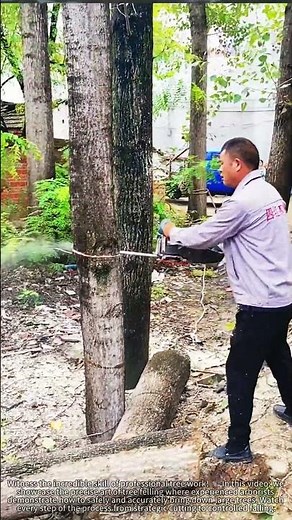Felling a 100ft Tree with Surgical Precision - Watch the Skill! 🌲
