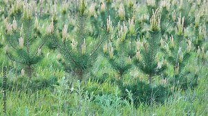 Stone pine, botanical name Pinus pinea, Italian stone, umbrella and parasol pine, is tree from pine family (Pinaceae). Tree is native to Mediterranean region, occurring in Southern Europe.